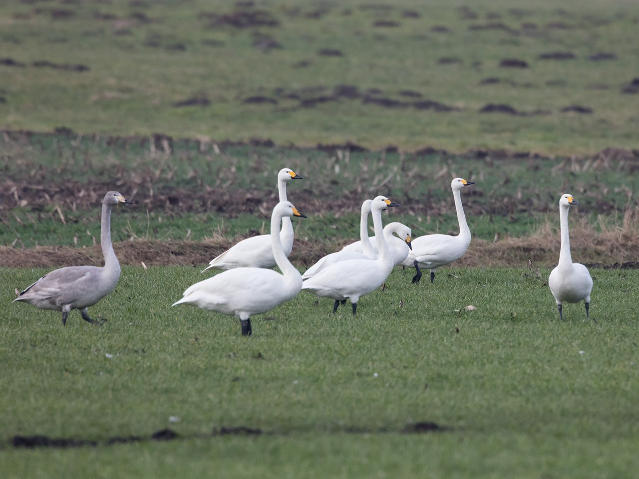 Wilde-zwaan-20170206g1280YSXX6420a.jpg