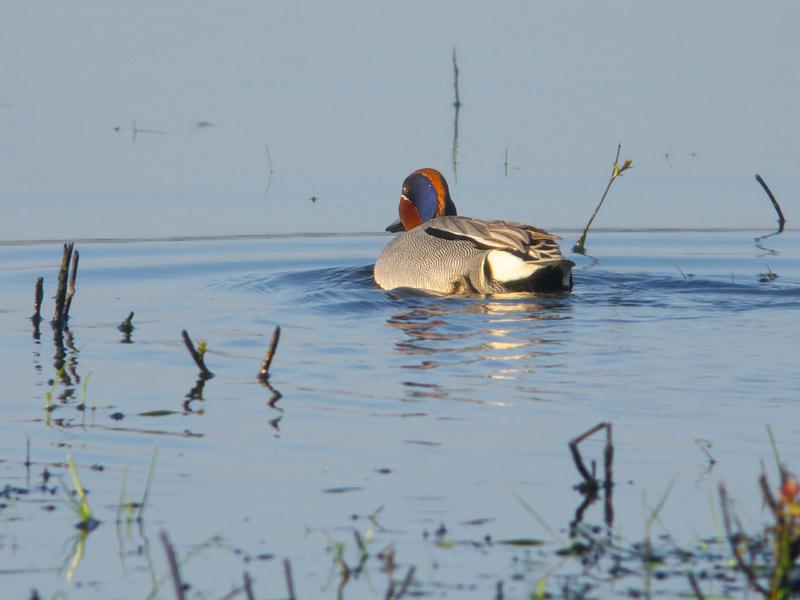 Wintertaling-20090425P1040054y.jpg