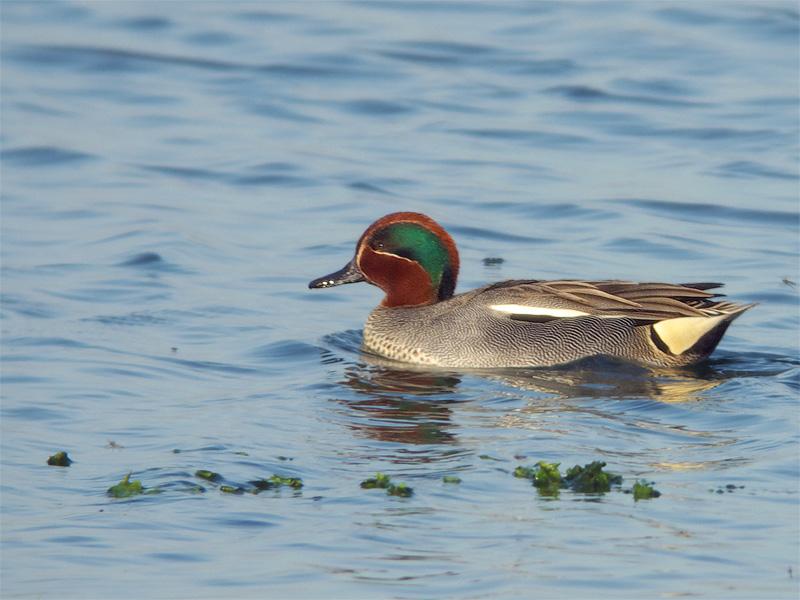 Wintertaling-20090425P1040078b.jpg