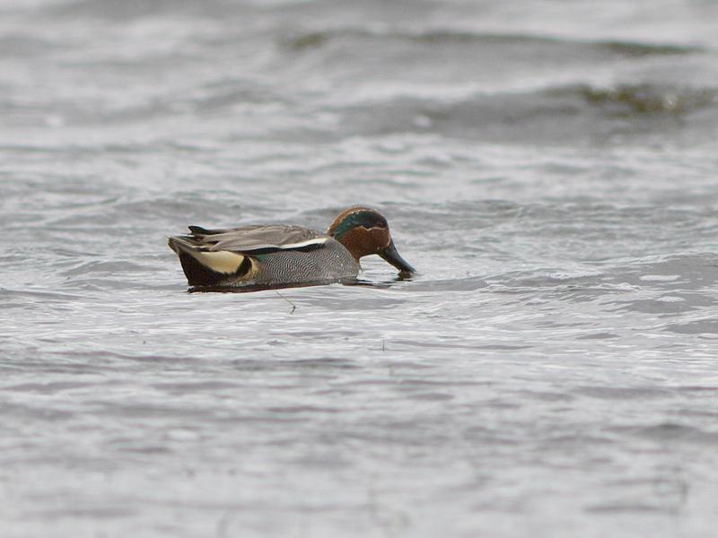 Wintertaling-20100320P1110694a.jpg