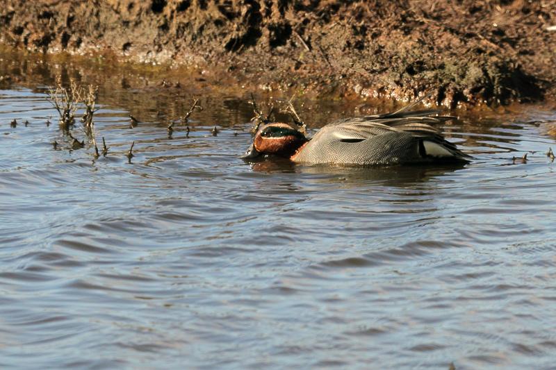 Wintertaling-20110306IMG_0600a.jpg