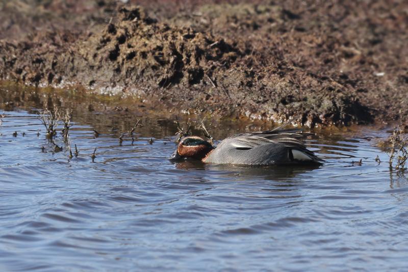 Wintertaling-20110306IMG_0600d.jpg