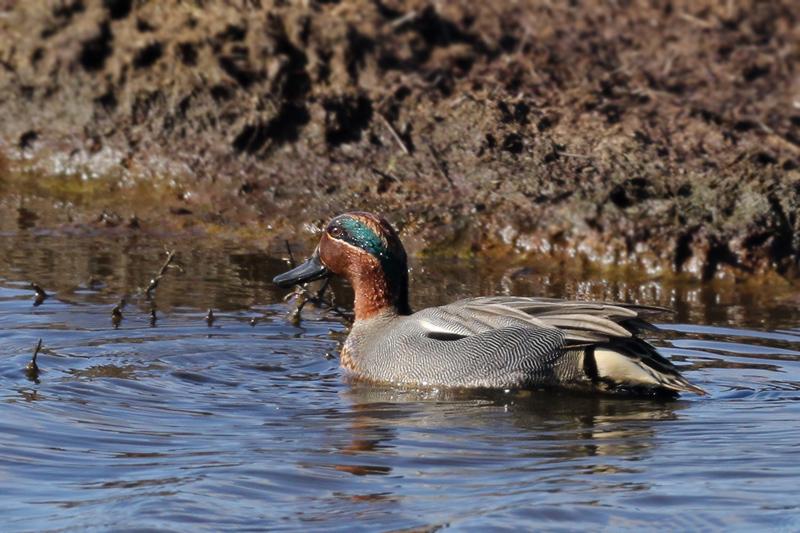 Wintertaling-20110306IMG_0601d.jpg