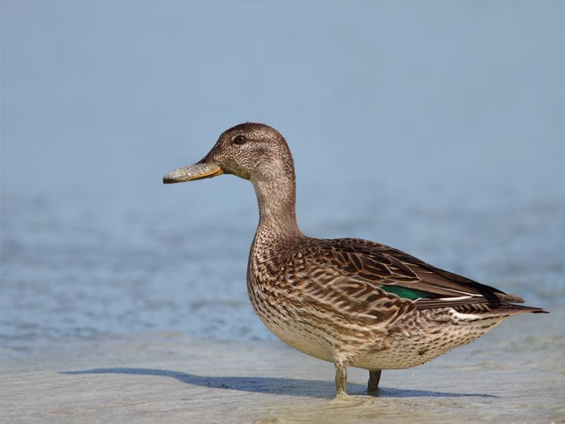 Wintertaling-20110819IMG_9768a.jpg