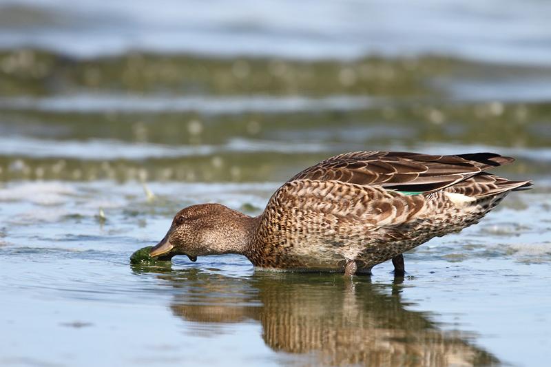 Wintertaling-20110819IMG_9784a.jpg