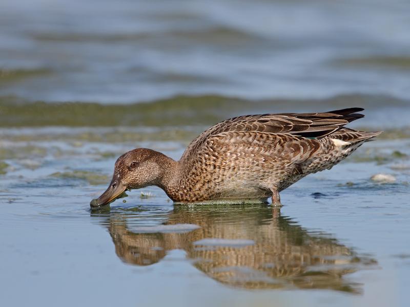 Wintertaling-20110819IMG_9787a.jpg