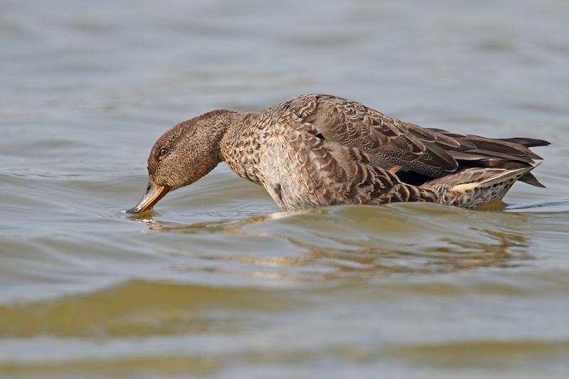 Wintertaling-20110903IMG_0092a.jpg