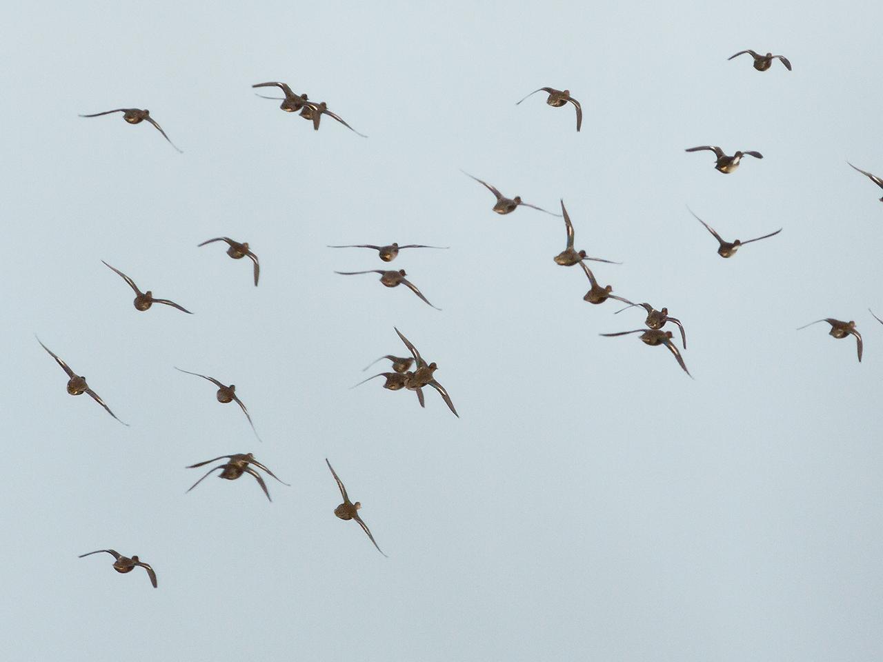 Wintertaling-20131228g12807X1A0266a.jpg