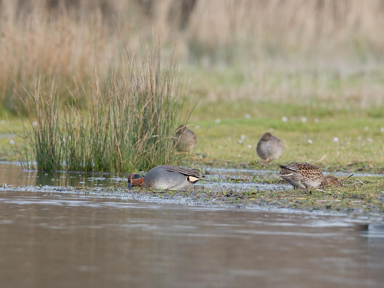 Wintertaling-20140118g12807X1A0287a.jpg