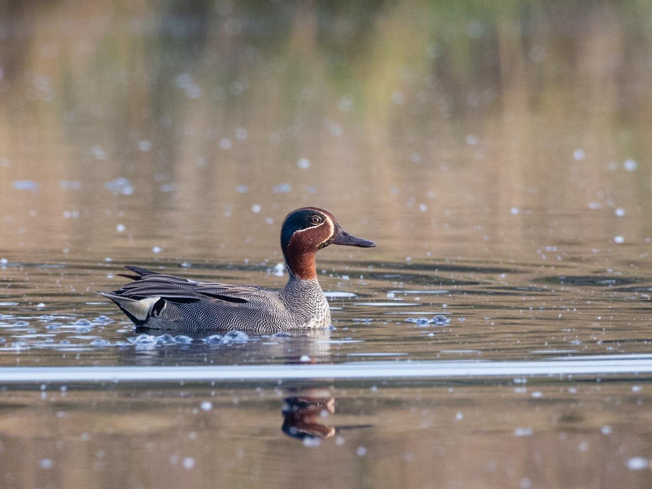 Wintertaling-20170523g1280YSXX9045a.jpg