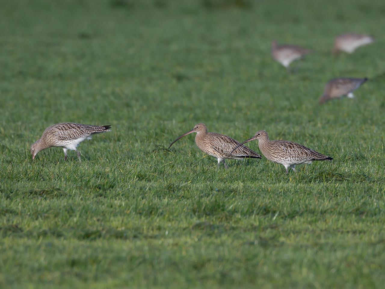 Wulp-20131130g12807X1A9784a.jpg