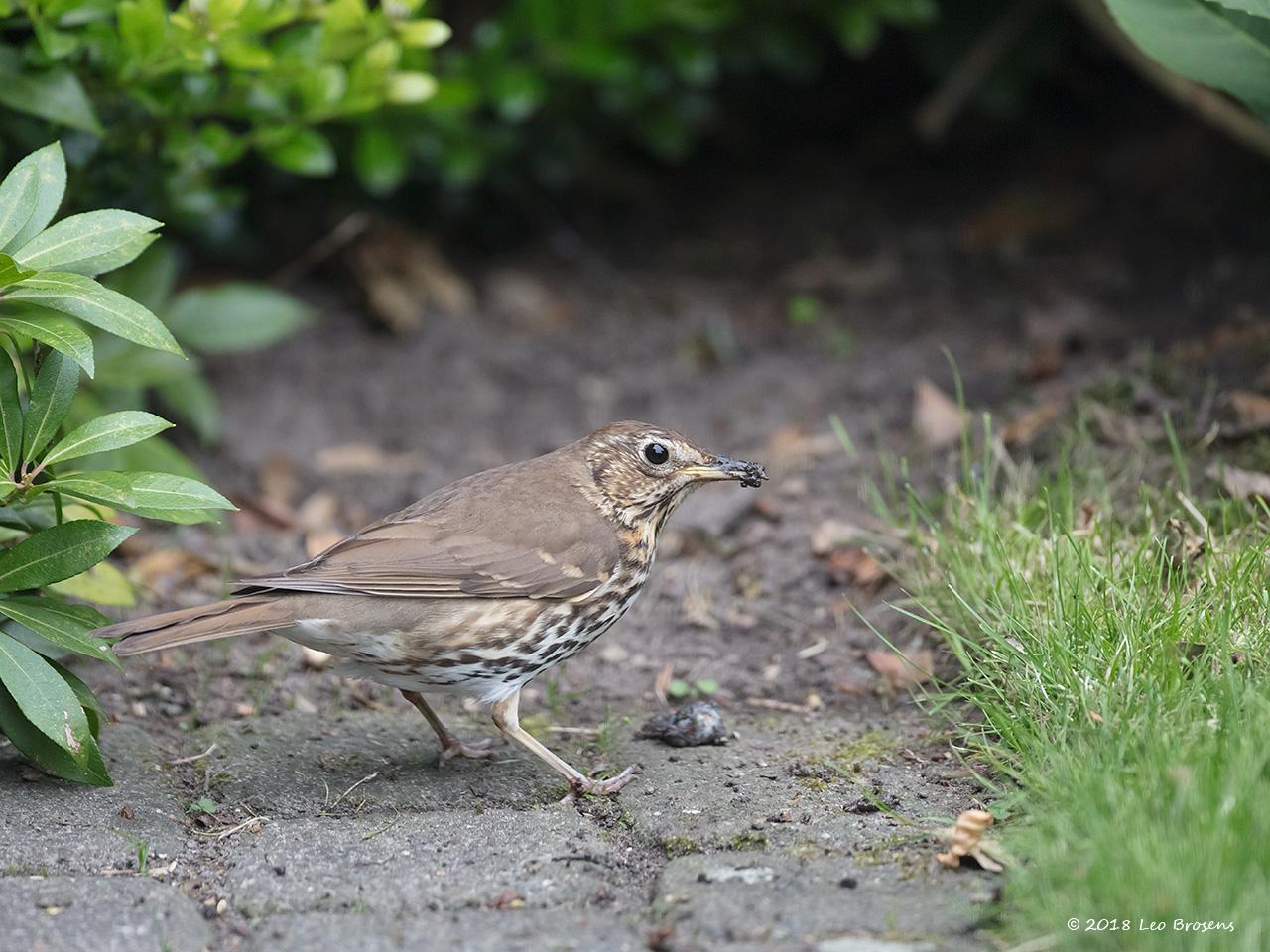 Zanglijster-20180618g1280YSXX2749acrfb.jpg