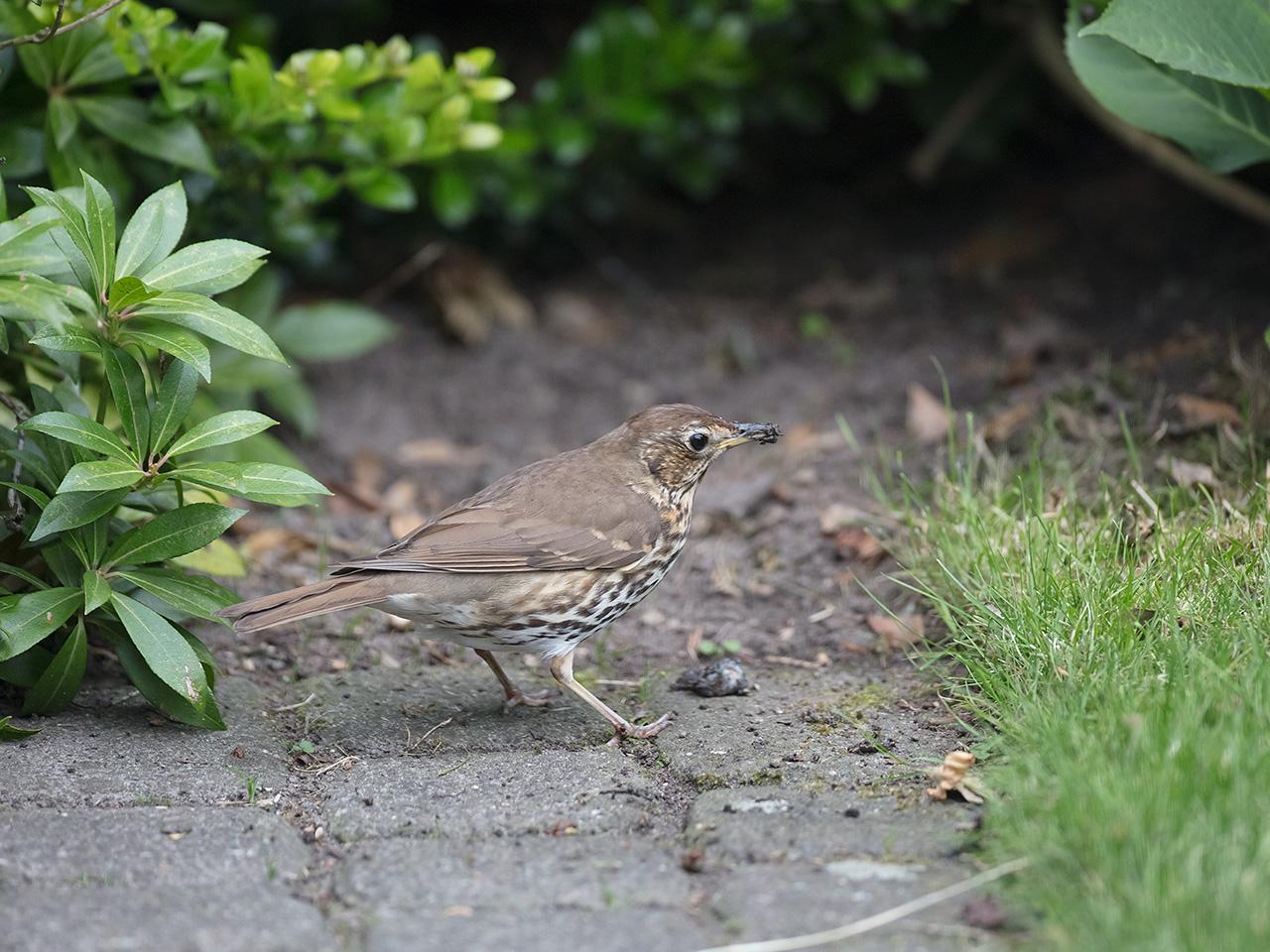 Zanglijster-20180618g1280YSXX2750a.jpg