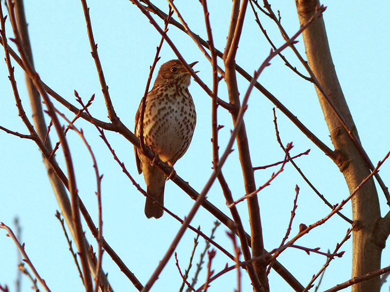 Zanglijster-EDapoD90F50020100302P1110327a.jpg