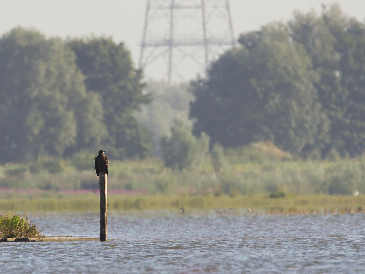 Zeearend-20120816g1280IMG_8953a.jpg