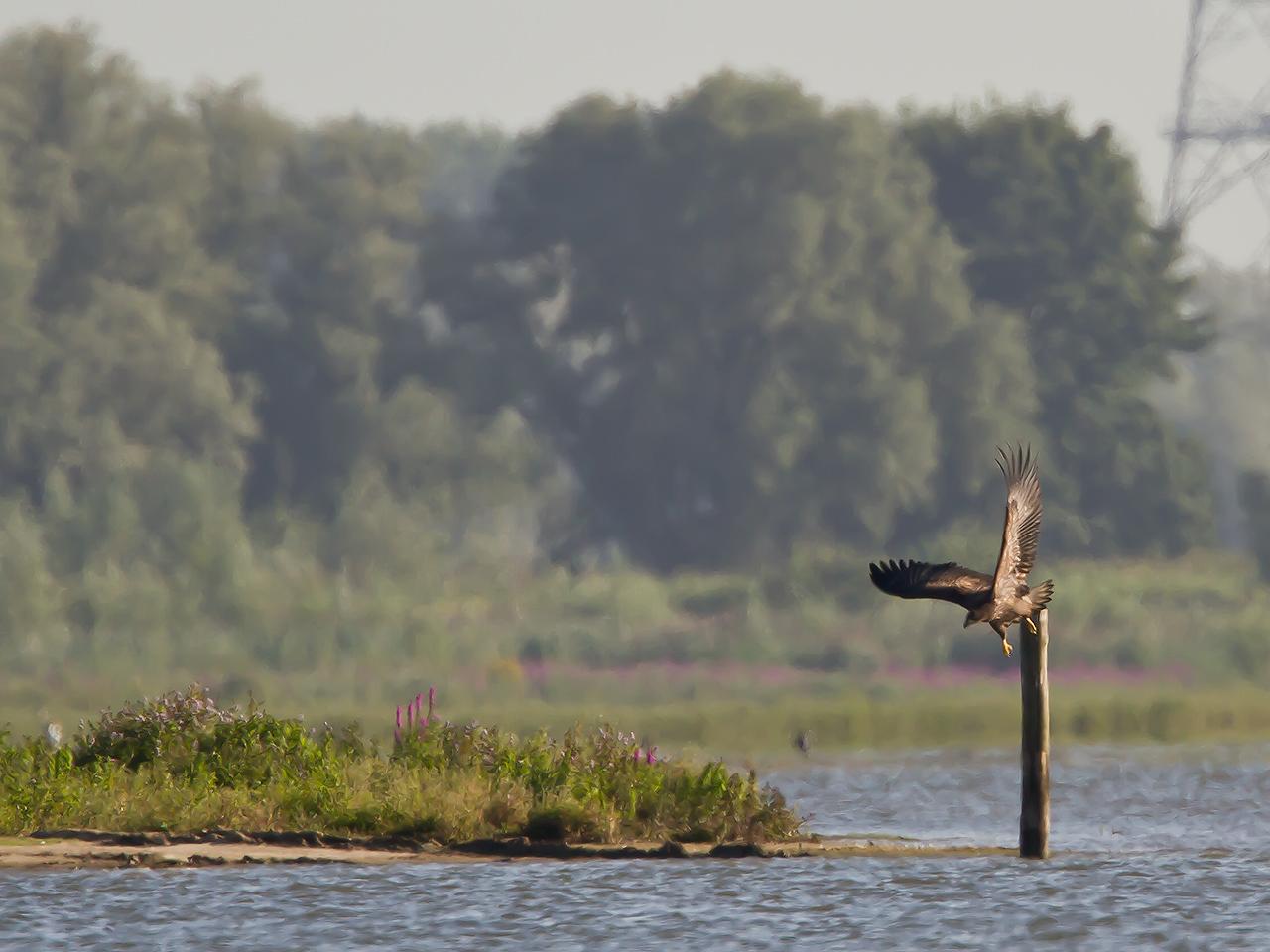 Zeearend-20120816g1280IMG_8957a.jpg