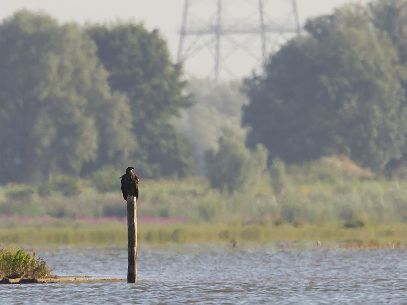 Zeearend-20120816g800IMG_8953a.jpg