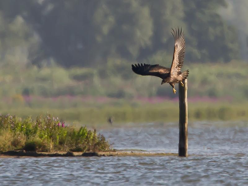 Zeearend-20120816g800IMG_8957a.jpg