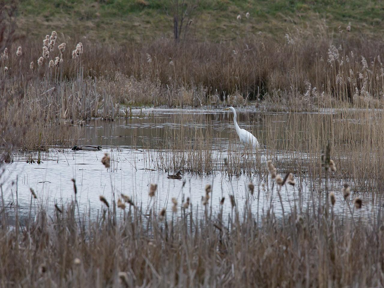 Zundert-Mortelbeek-20130408g12807X1A6138a.jpg