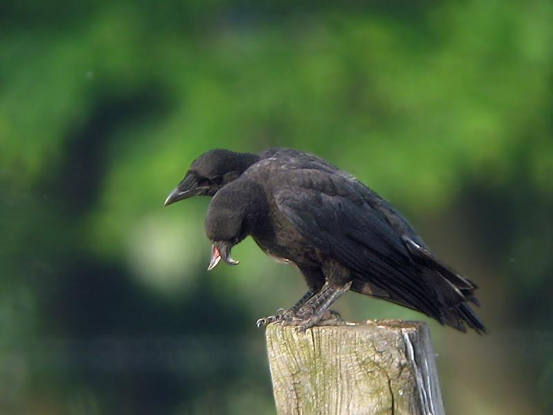 Zwarte-kraai-20080601-a64030x-849a.jpg