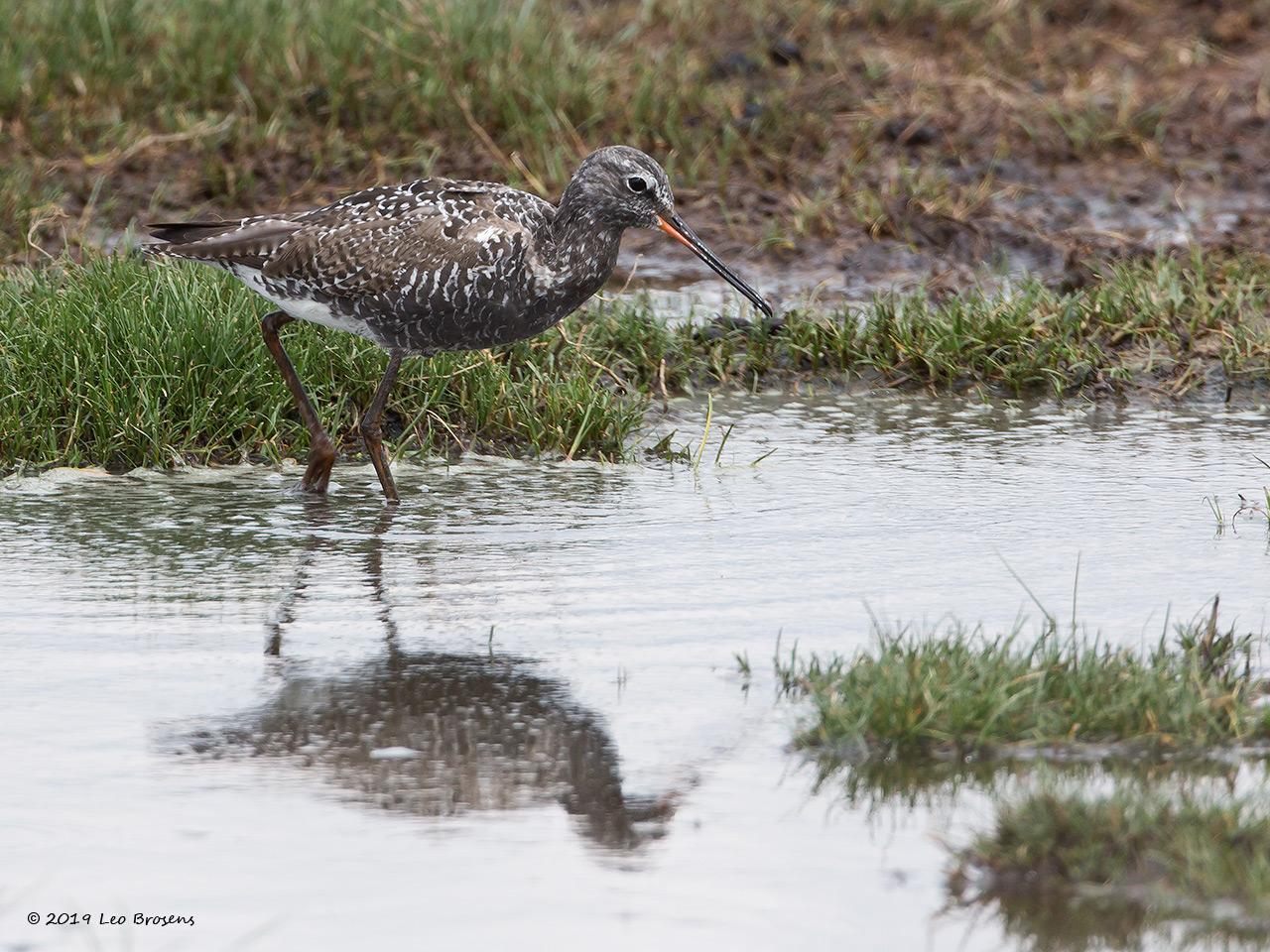 Zwarte-ruiter-20140426g12807X1A1245acrfb.jpg