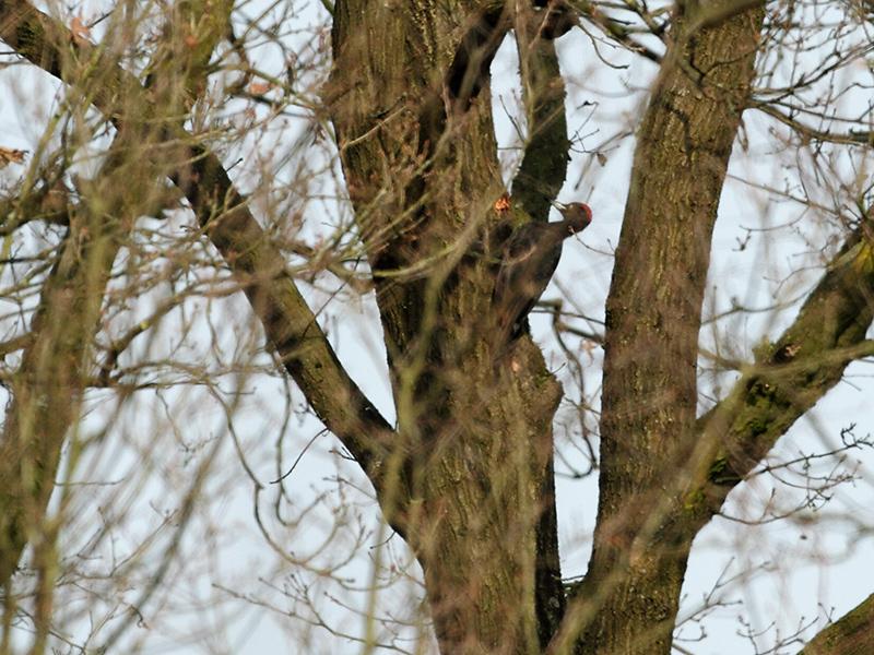 Zwarte-specht-20120317g800IMG_2656a.jpg