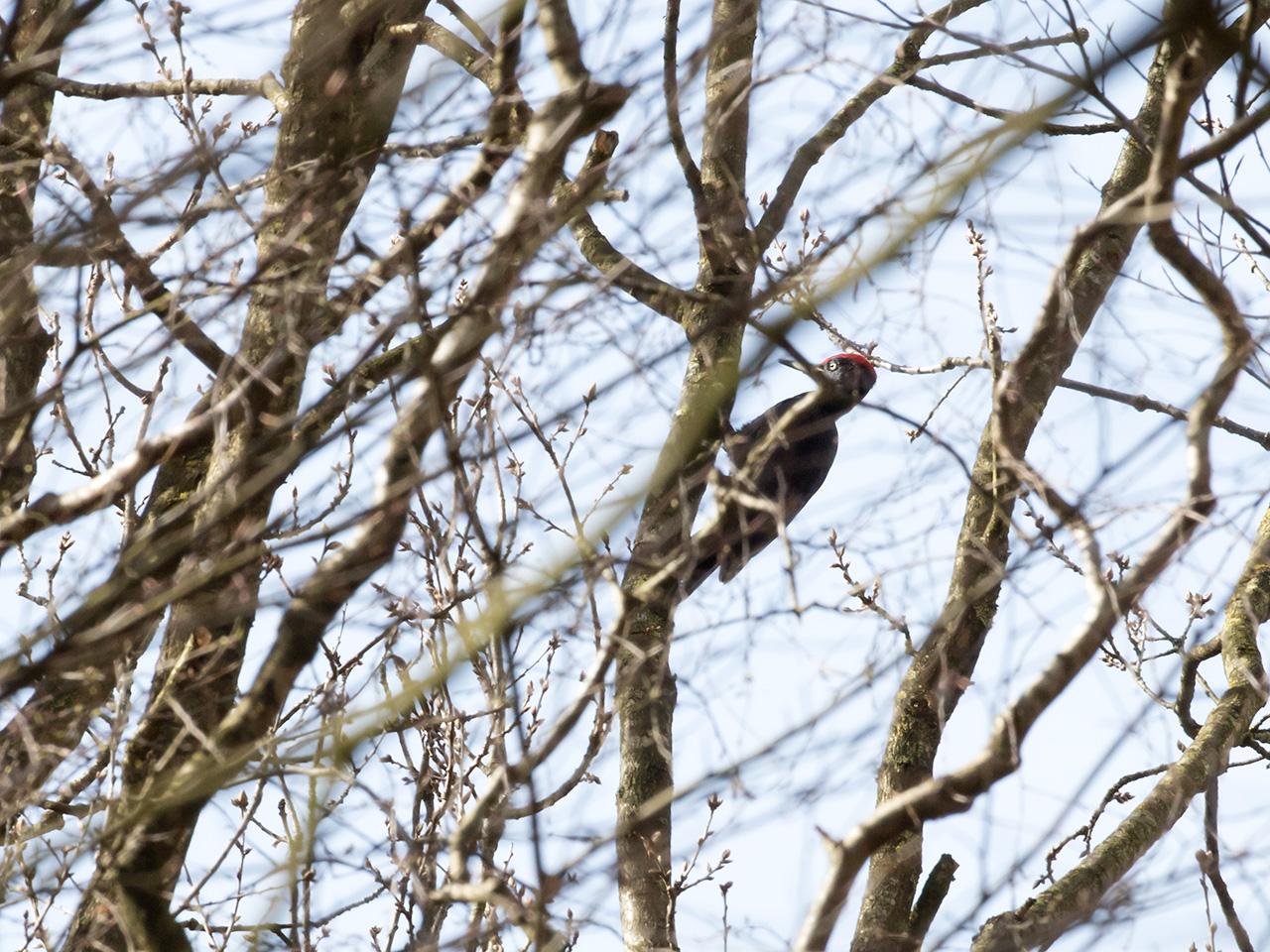 Zwarte-specht-20170321g1280YSXX7502a.jpg