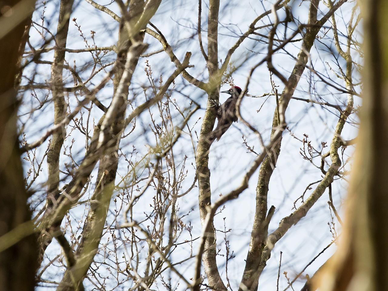 Zwarte-specht-20170321g1280YSXX7508a.jpg