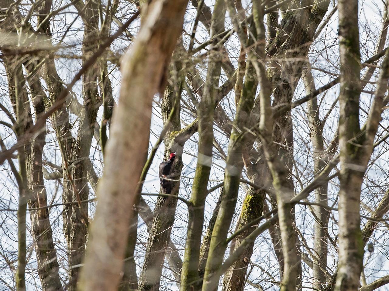 Zwarte-specht-20170321g1280YSXX7512a.jpg