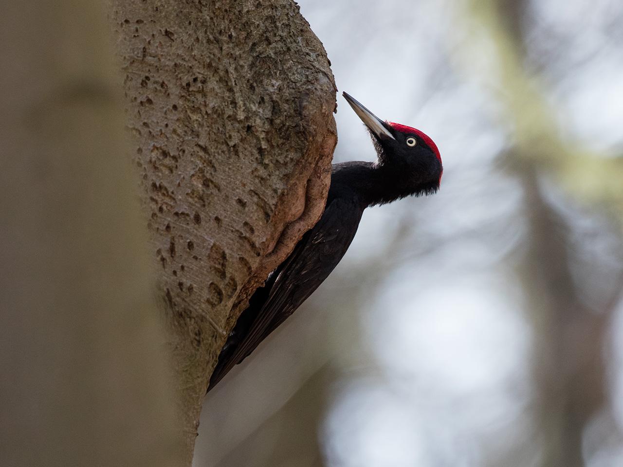 Zwarte-specht-20170321g1280YSXX7524a.jpg