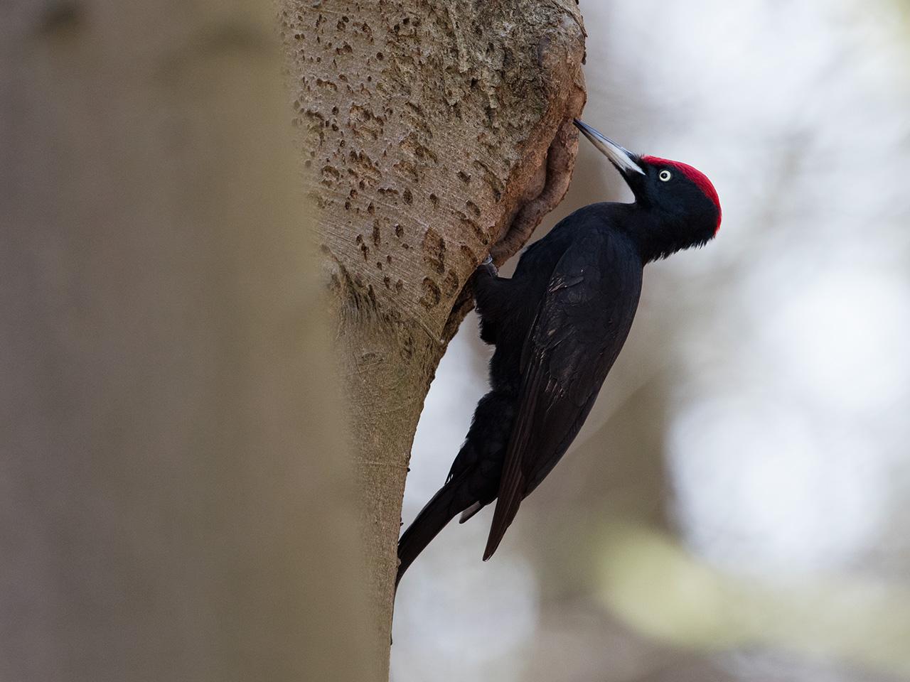 Zwarte-specht-20170321g1280YSXX7530a.jpg