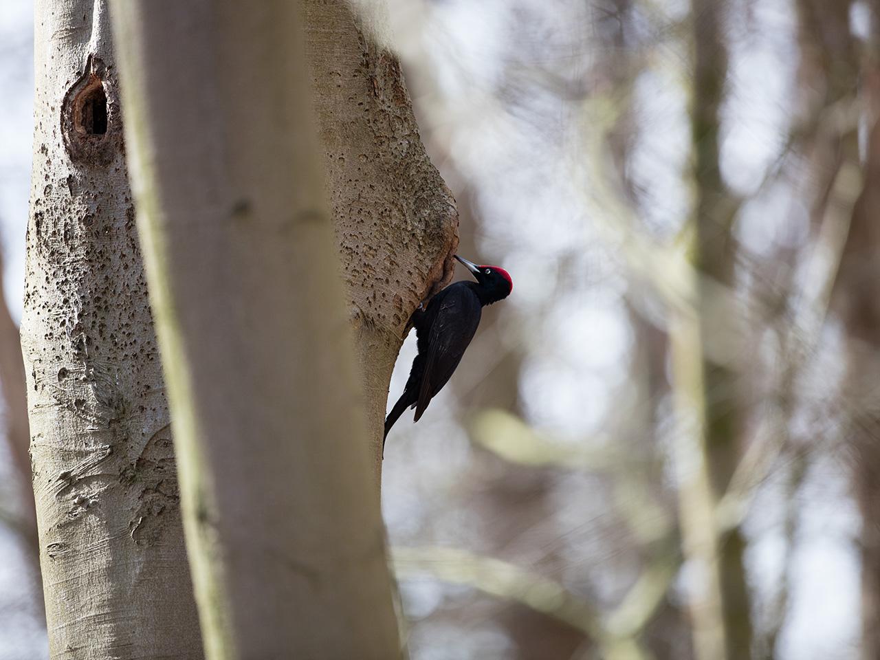 Zwarte-specht-20170321g1280YSXX7533a.jpg