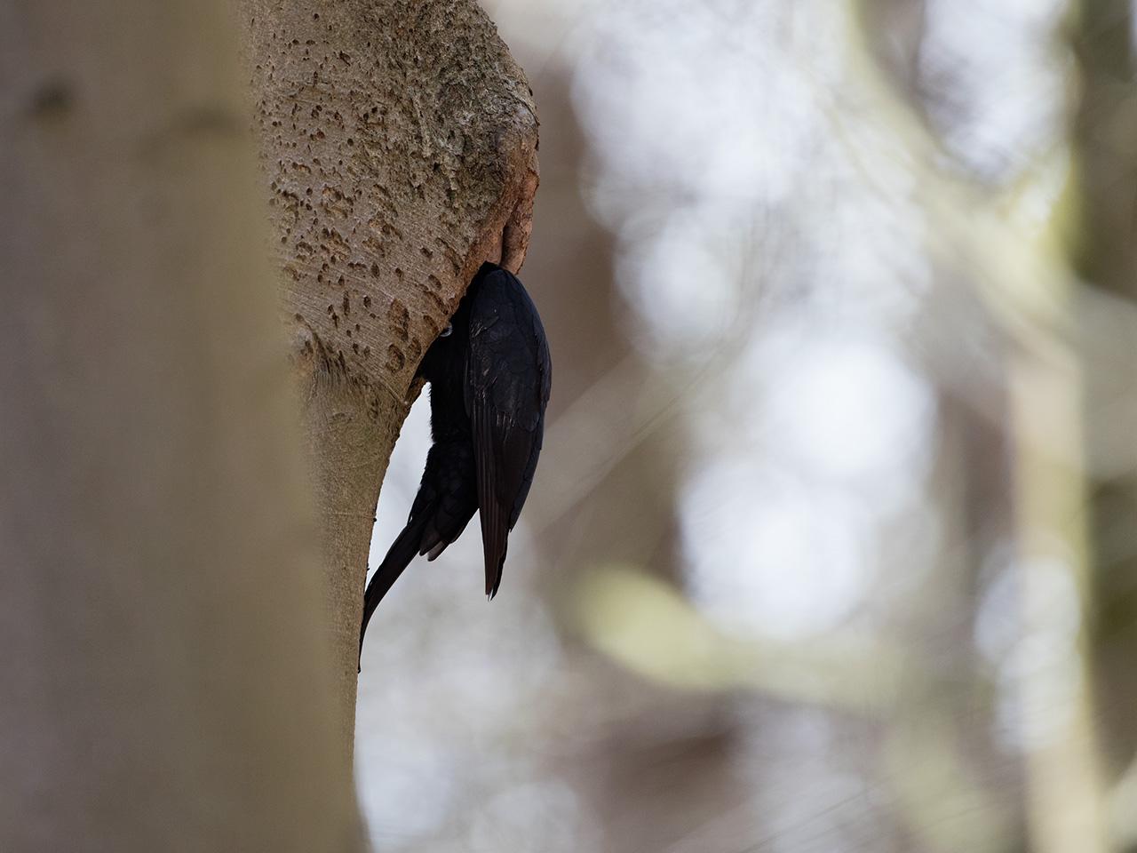 Zwarte-specht-20170321g1280YSXX7534a.jpg