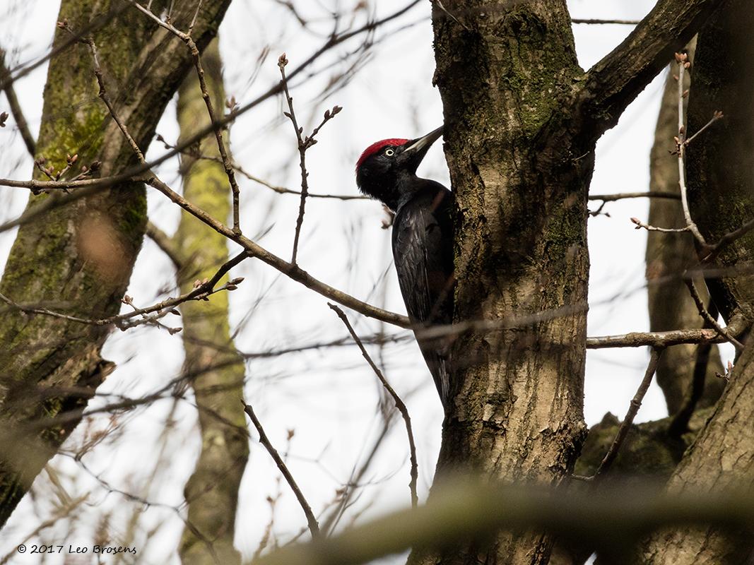 Zwarte-specht-20170321g800YSXX7438acr.jpg