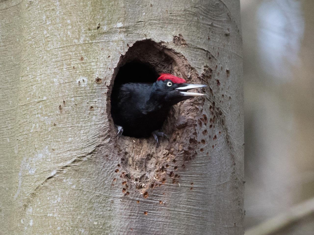 Zwarte-specht-20170328g1280YSXX7940a.jpg