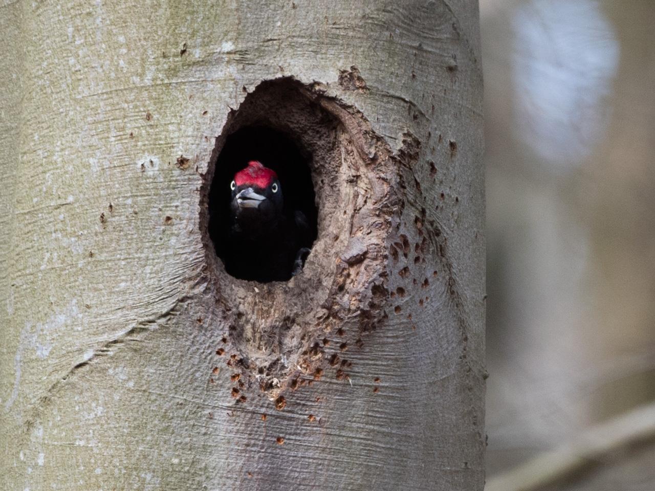 Zwarte-specht-20170328g1280YSXX7944a.jpg