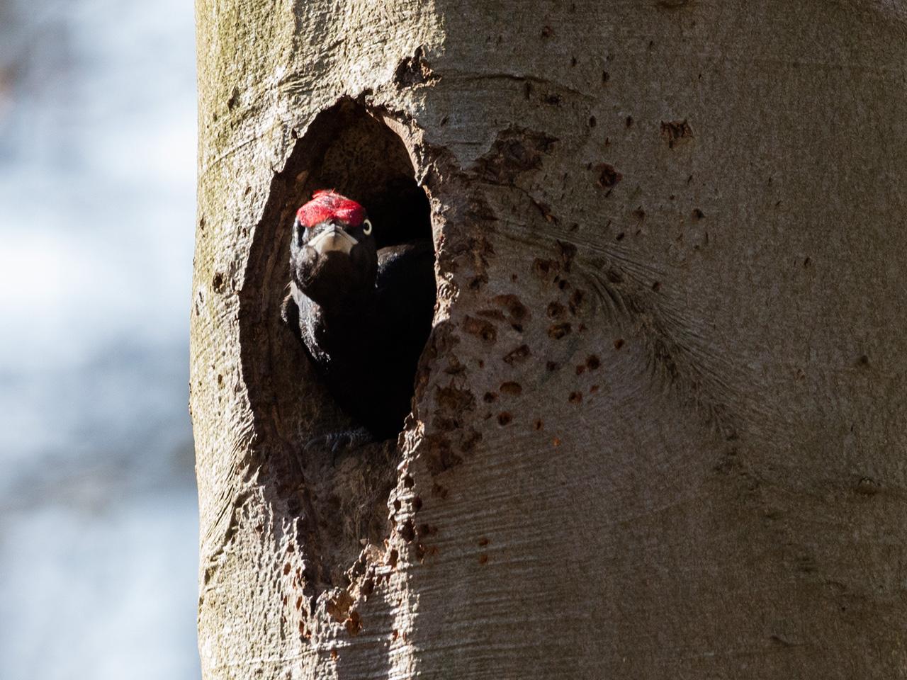 Zwarte-specht-20170328g1280YSXX8081a.jpg