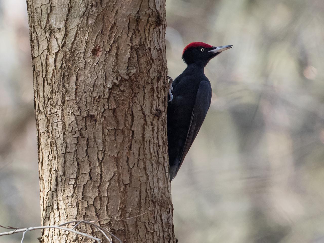 Zwarte-specht-20170403g1280YSXX8093a.jpg