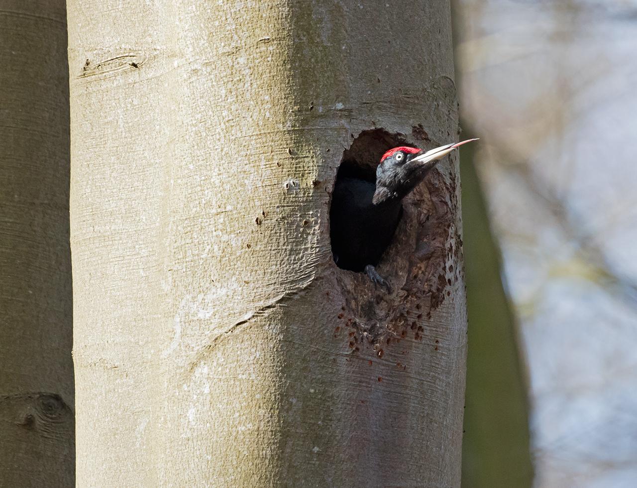 Zwarte-specht-20170403g1280YSXX8166a.jpg