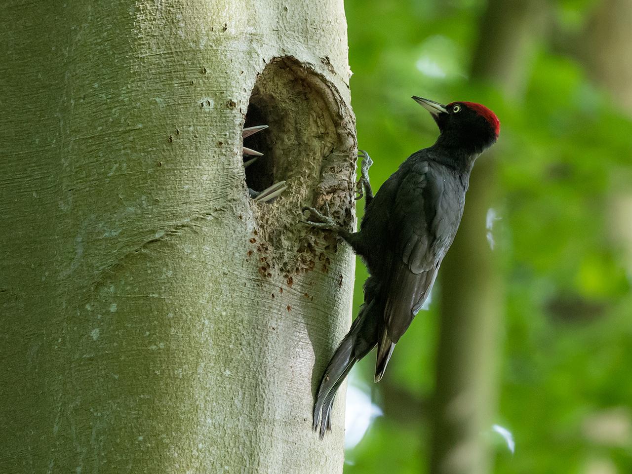 Zwarte-specht-20170524g1280YSXX9180a.jpg