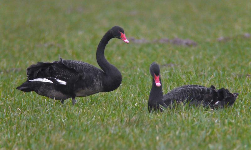 Zwarte-zwaan-20090307P1010477a.jpg