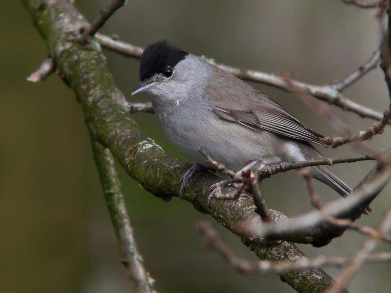 Zwartkop-20100411g1280cs5P1120159a.jpg