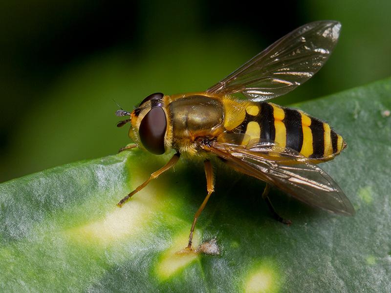 Zweefvlieg Epistrophe grossulariae -20120909g800200IMG_0242b.jpg