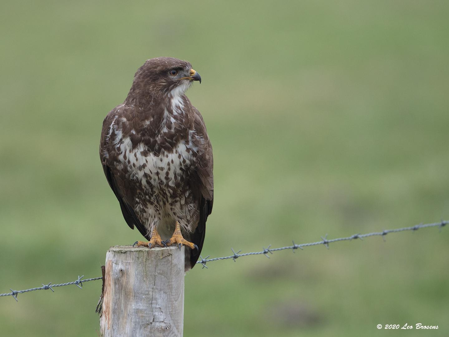 Buizerd-20200124g1440YSXX6914acr-Haamstede.jpg