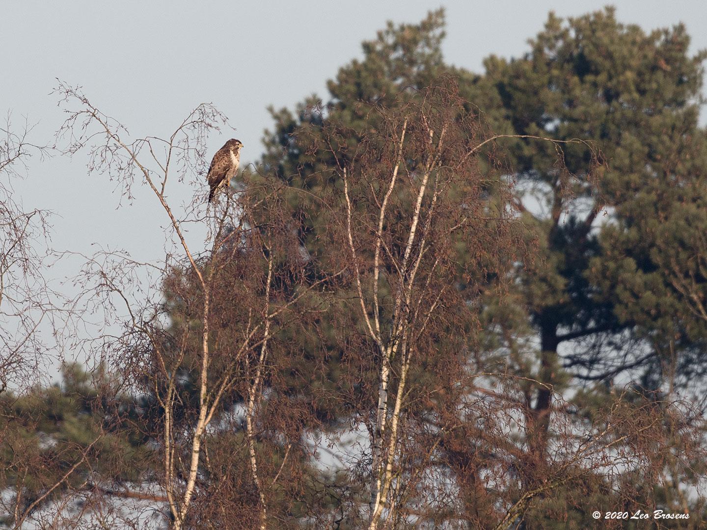 Buizerd-20200206g1440YSXX7129acr-Arendonk.jpg