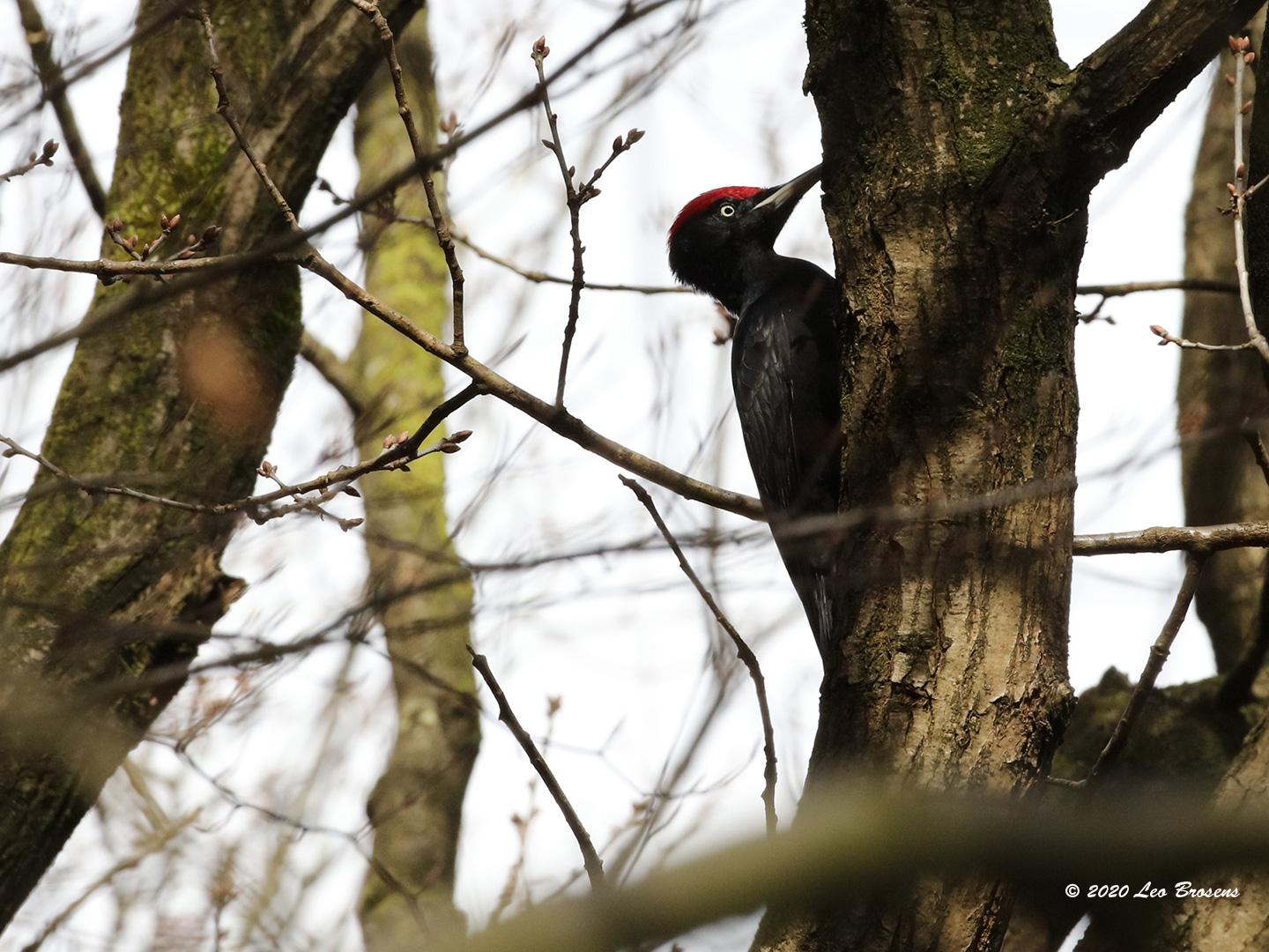 Zwarte-specht-20170321g1440YSXX7438acr.jpg