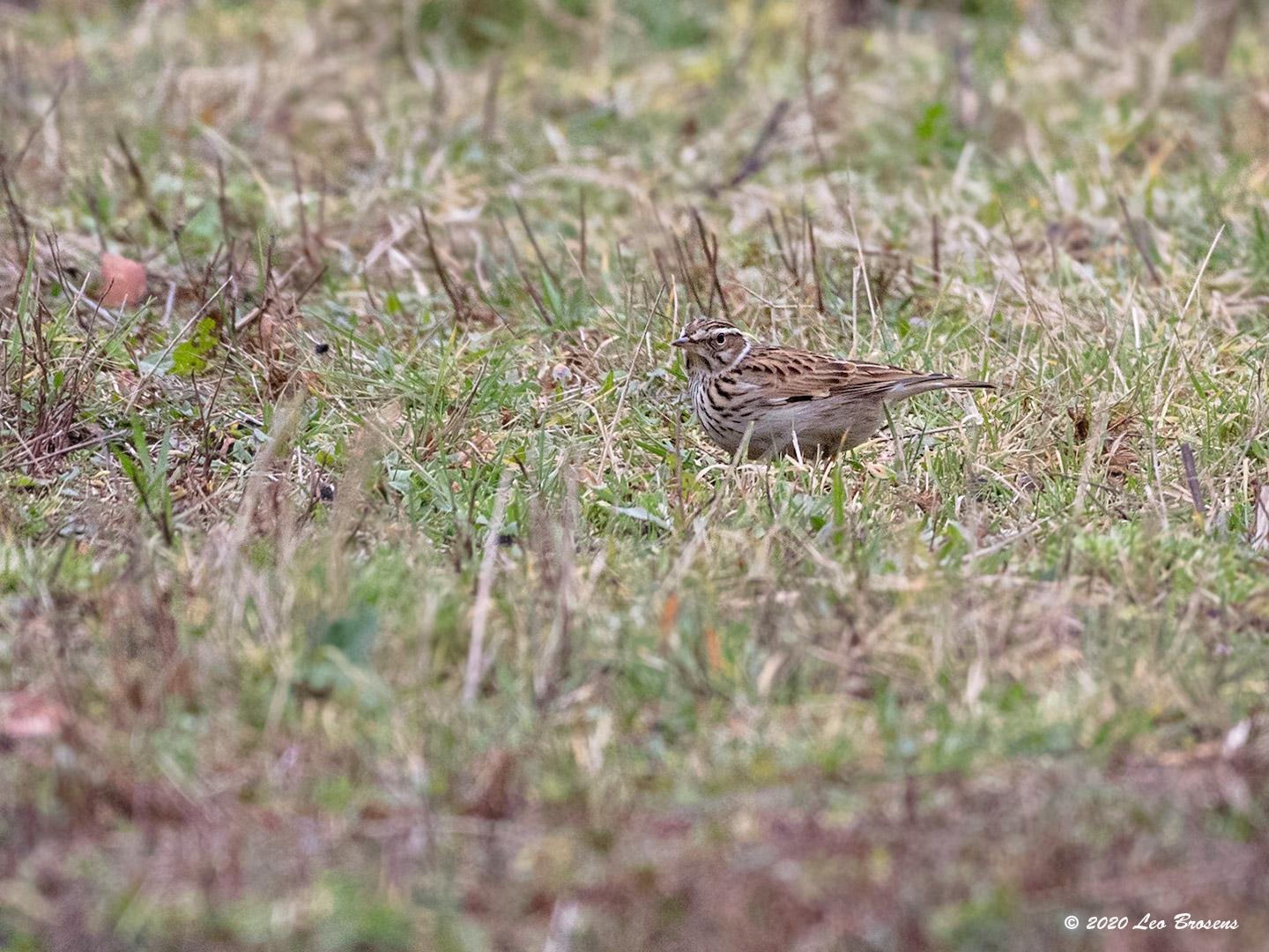 Boomleeuwerik-20200130g140YSXX7072bcr-Arendonk_0.jpg