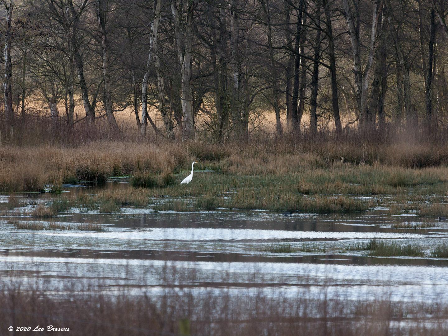 Zilverreiger-20200303g14407X1A8256acr-Pannenhoef.jpg