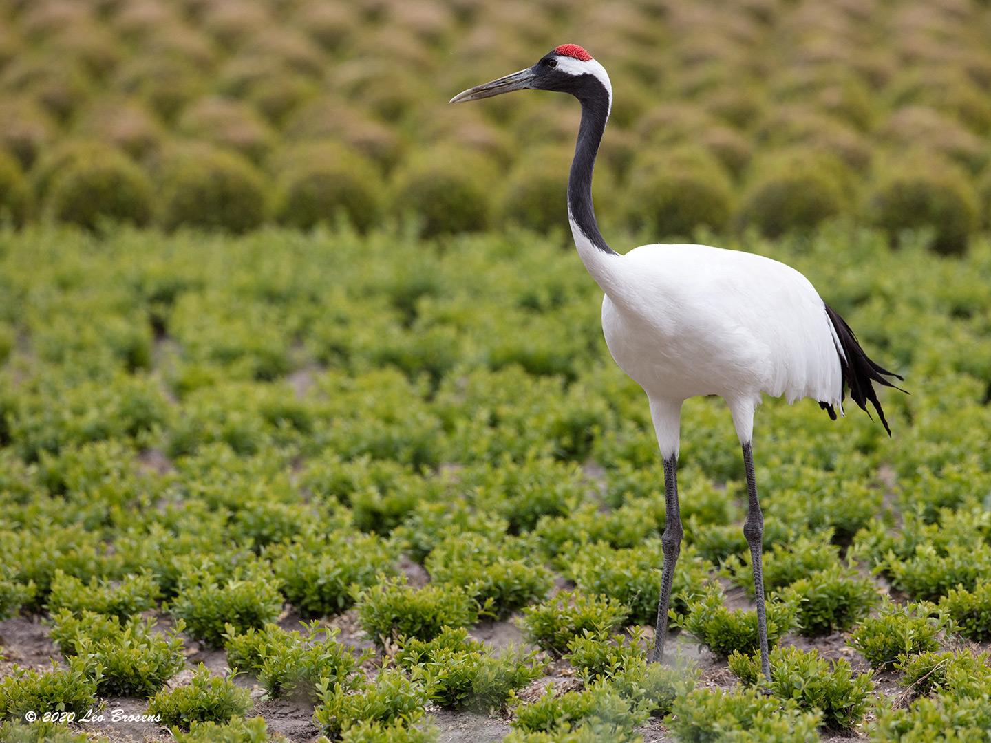 Japanse-kraanvogel-20200521g1440YSXX7862acrfb_0.jpg