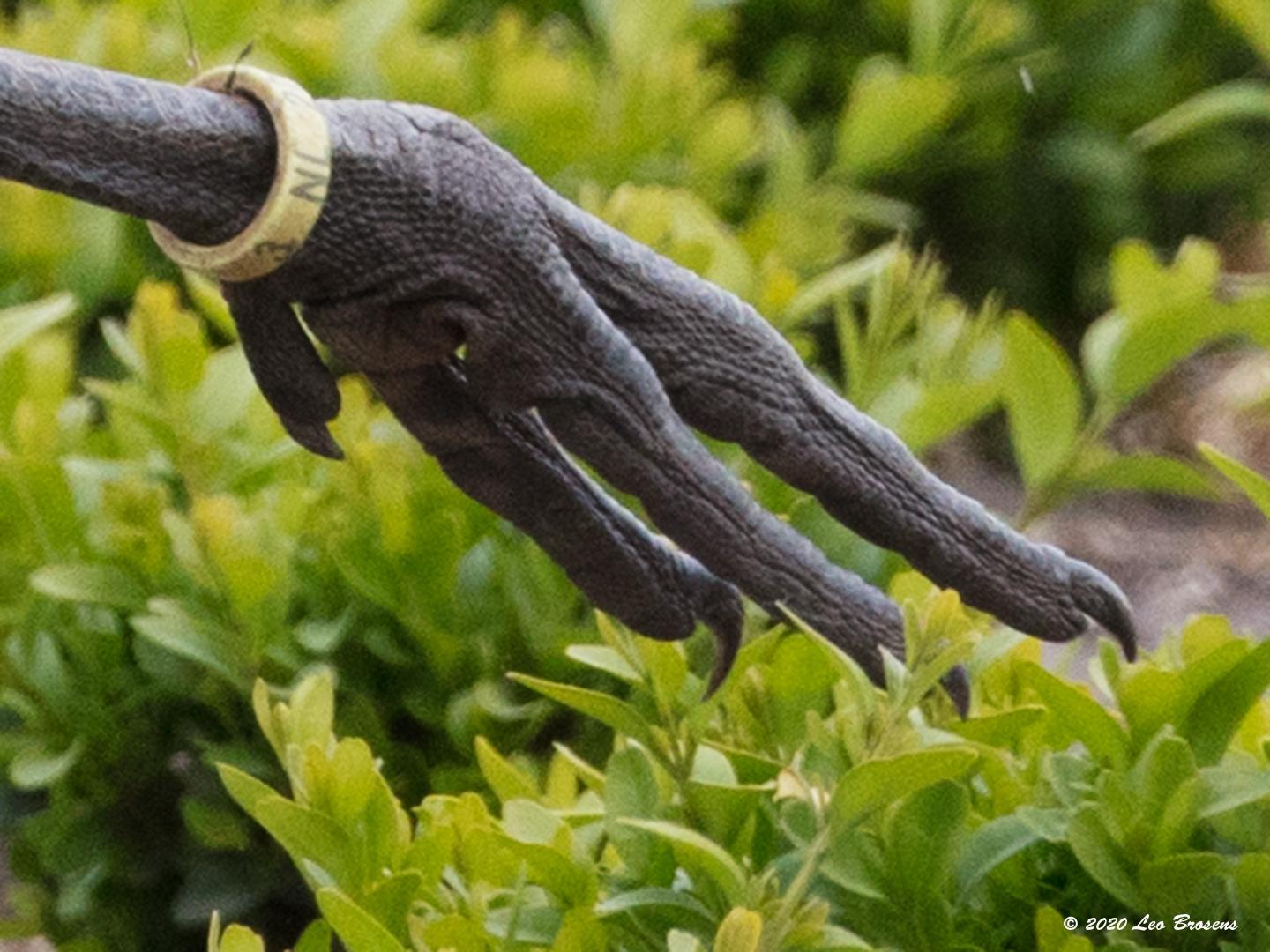 Japanse-kraanvogel-20200521g1440YSXX7866acrfb_0.jpg